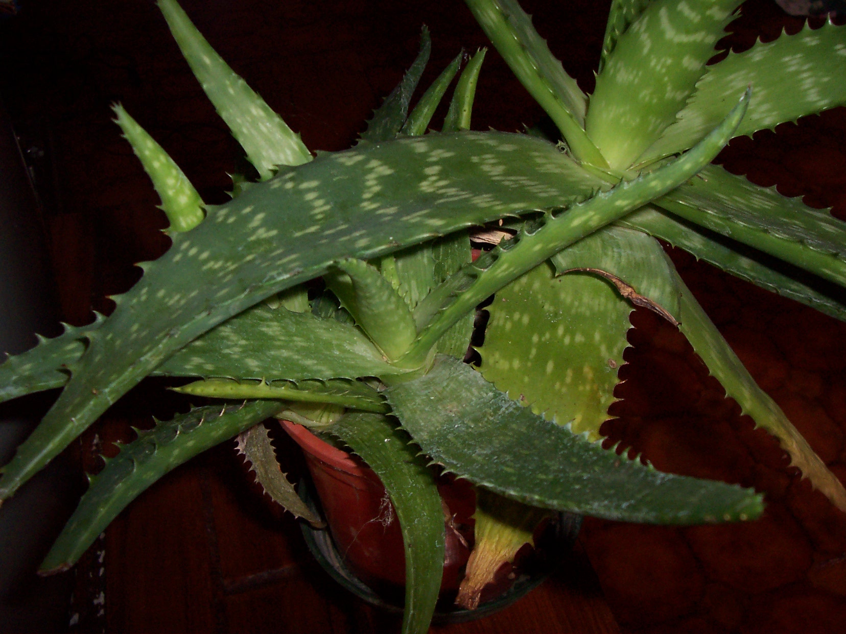 03_Aloe_saponaria.jpg